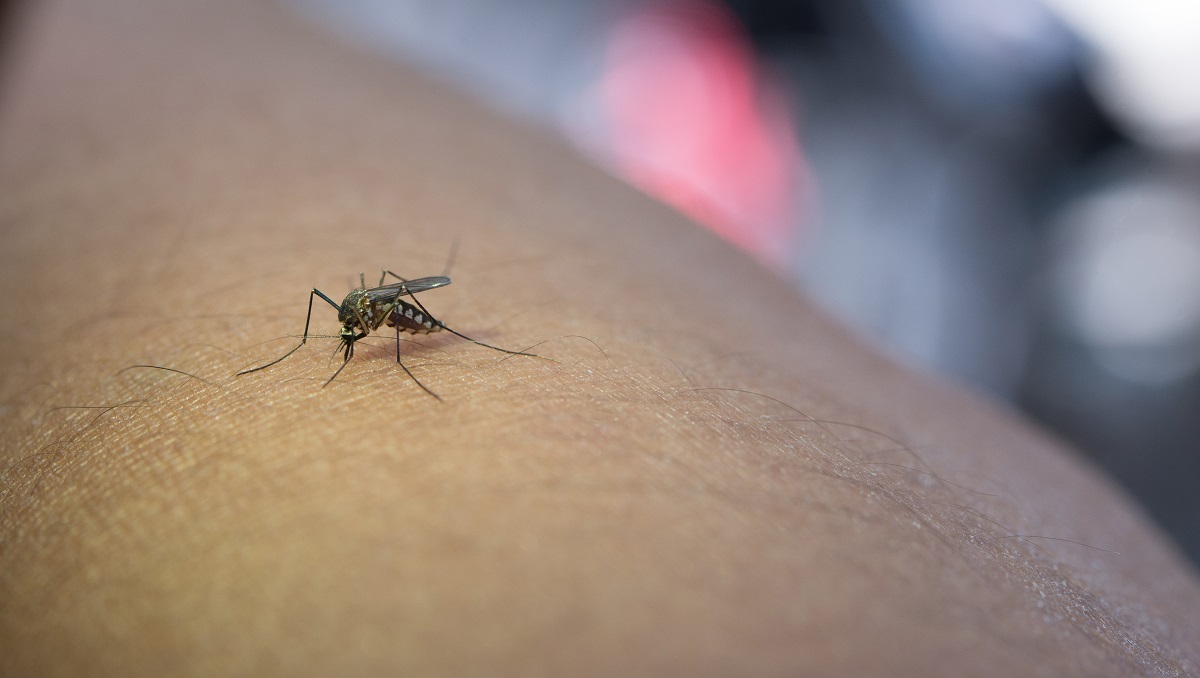 Dengue: Cresce 221% o número de positivados por dengue nos laboratórios privados